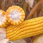 Conab mantém projeção de queda de 5,4% na safra de milho de inverno em MS