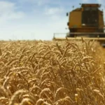 Tempo seco acelera colheita, mas estiagem ameaça produção de trigo em MS