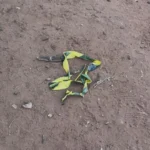 Execução no Noroeste estaria ligada à rixa entre facções criminosas em Campo Grande