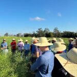 Evento realizado na Fazenda Alegria apresentou informações sobre os materiais de trigo, o cultivo de canola e carinata e a contribuição dessas culturas para o manejo de fitonematoides.