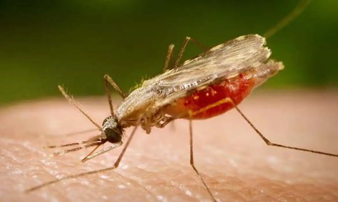 anopheles.portalbiologia