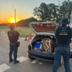 BPMRv apreende 394 quilos de maconha na MS-164 e causa prejuízo de R$ 805 mil ao crime
