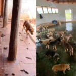 Ministério Público pede fim de ONG animal e cita R$ 16 mil gastos com iFood