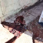 Pedestre morre atropelado durante a madrugada no Monte Castelo.