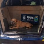 Polícia Militar atende dois casos de pitbulls soltos após ataques a cães em Nova Alvorada do Sul