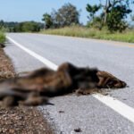 Governo abre licitação de R$ 5 milhões para cercar trecho da MS-345 até Bonito