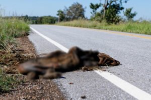 governo-abre-licitacao-de-r-5-milhoes-para-cercar-trecho-da-ms-345-ate-bonito-17859497663118-thumb