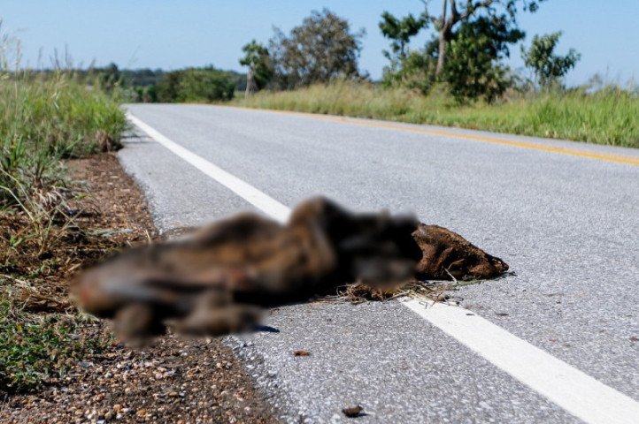 governo-abre-licitacao-de-r-5-milhoes-para-cercar-trecho-da-ms-345-ate-bonito-17859497663118-thumb