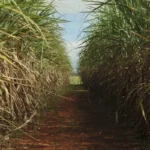 Safra de cana-de-açúcar deve crescer 4,7% em relação ao ano de 2025