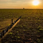 Seguro rural: novas regras ampliam cobertura e proteção ao produtor