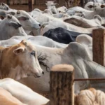 CNA alerta para prejuízos ao setor com bloqueio da UE a produtos brasileiros e pede providências para reverter situação