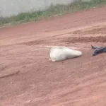 Corpo em decomposição é encontrado em saco de lixo atrás de motel