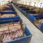 Suinocultura de MS cresce 18%, recebe R$ 250 milhões e mira expansão de 50%