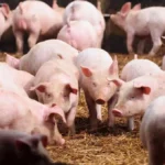 Glória de Dourados, Jateí e Dourados concentram 42,1% do rebanho suíno de MS