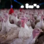 Doença em granja de Santa Catarina pode impactar exportações de frango de MS.
