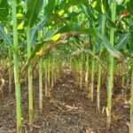 Mancha-de-bipolaris desafia manejo do milho e ensaio registra perdas acima de 15%.