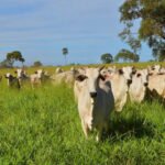 Carne bovina brasileira passa a pagar tarifa de 67% na China