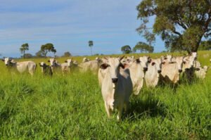 carne-bovina-brasileira-passa-a-pagar-tarifa-de-67-na-china-17909422393087-thumb