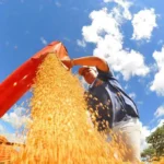 Safra de grãos de MS cresce 7,1% e supera média nacional